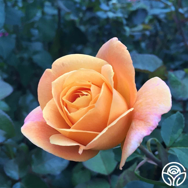 Strike It Rich™ 7 Strike It Rich™ - Image 7