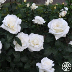 Sugar Moon 11 Sugar Moon -RoseLuxe Shop sugar moon 11