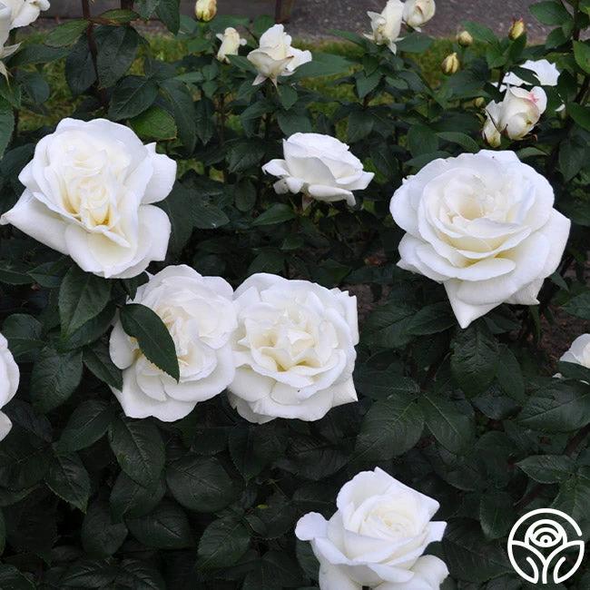 Sugar Moon 5 Sugar Moon - Image 5