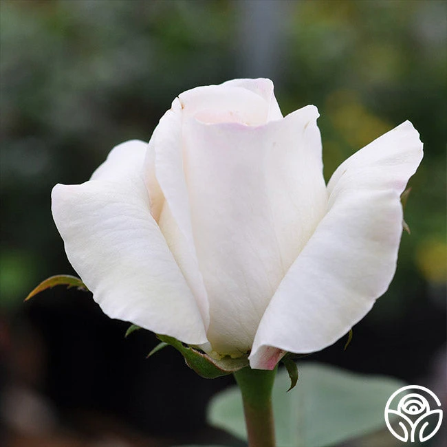 Sugar Moon 7 Sugar Moon - Image 7