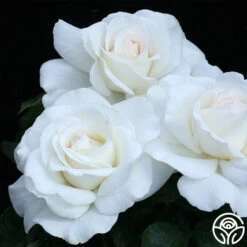 Sugar Moon 9 Sugar Moon -RoseLuxe Shop sugar moon 3 8