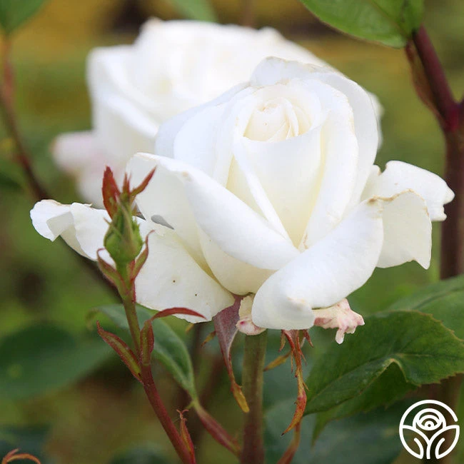 Sugar Moon 4 Sugar Moon - Image 4