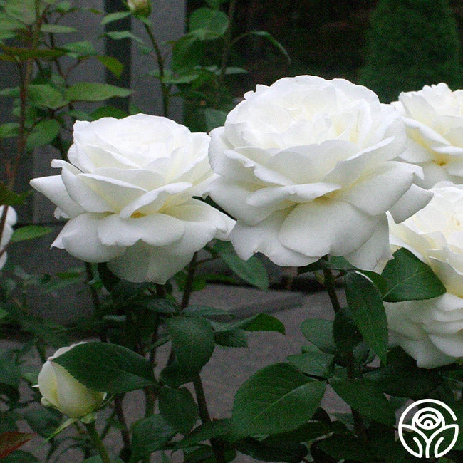 Sugar Moon 6 Sugar Moon - Image 6