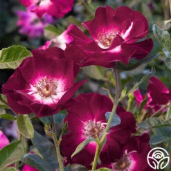 Sultry Sangria™ 14 Sultry Sangria™ -RoseLuxe Shop sultry sangria 1 1