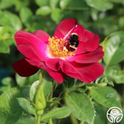 Sultry Sangria™ 18 Sultry Sangria™ -RoseLuxe Shop sultry sangria 2 1