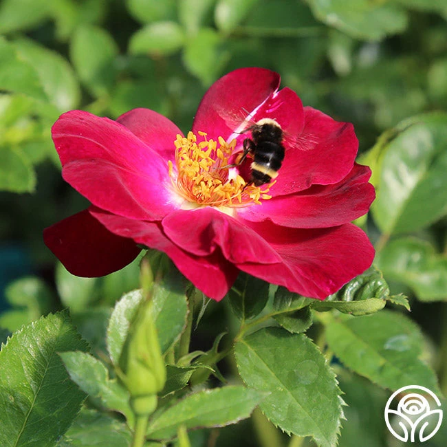 Sultry Sangria™ 9 Sultry Sangria™ - Image 9