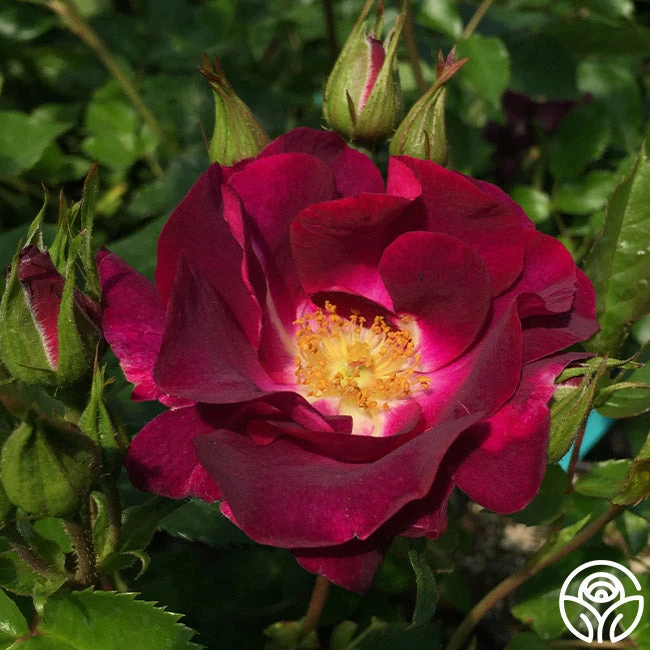 Sultry Sangria™ 7 Sultry Sangria™ - Image 7