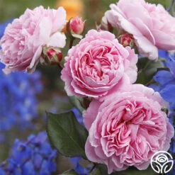 Parfuma® Summer Romance -RoseLuxe Shop summer romance 1 2