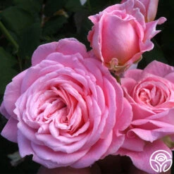 Best Seller -RoseLuxe Shop summer romance 2 2