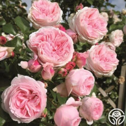 Parfuma® Summer Romance -RoseLuxe Shop summer romance 3 2