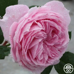 Parfuma® Summer Romance -RoseLuxe Shop summer romance 5 1