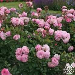 Parfuma® Summer Romance -RoseLuxe Shop summer romance 6