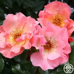 Summer Wine 7 Summer Wine -RoseLuxe Shop summerwine logo 02