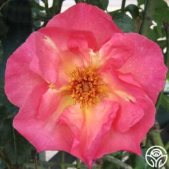 Summer Wine 8 Summer Wine -RoseLuxe Shop summerwine logo 04