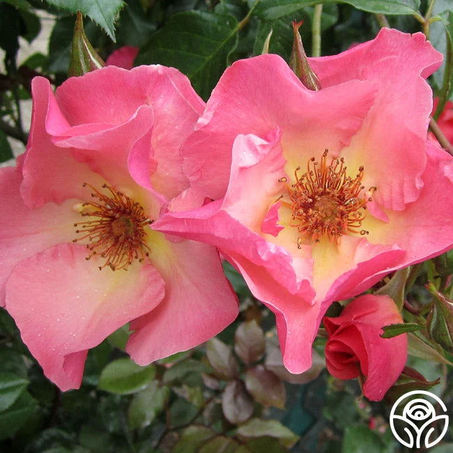 Summer Wine 5 Summer Wine - Image 5