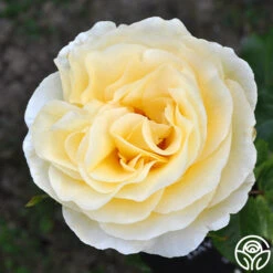 Front Page -RoseLuxe Shop sunshine daydream 4 1