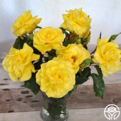 Sunsprite -RoseLuxe Shop sunsprite 18