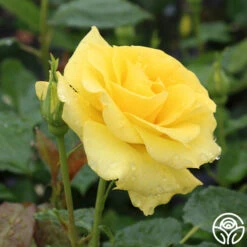 Sunsprite -RoseLuxe Shop sunsprite 2 1