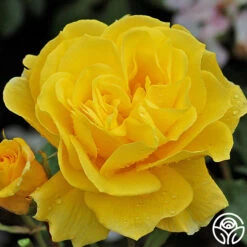 Sunsprite -RoseLuxe Shop sunsprite 4 1