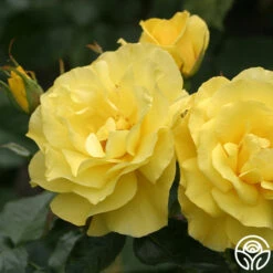 Sunsprite -RoseLuxe Shop sunsprite 8