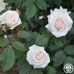 Swan Lake -RoseLuxe Shop swan lake 11