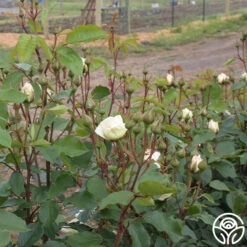 Swan Lake -RoseLuxe Shop swan lake 12