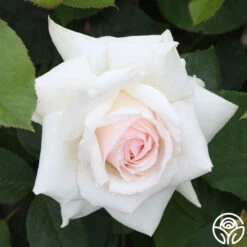 Swan Lake -RoseLuxe Shop swan lake 14