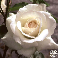 Swan Lake -RoseLuxe Shop swan lake logo 04