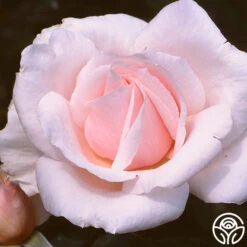 Sweet Afton -RoseLuxe Shop sweet afton 1 1