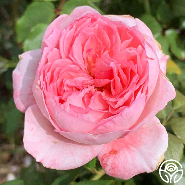 Sweet Eloise™ 1 Sweet Eloise™