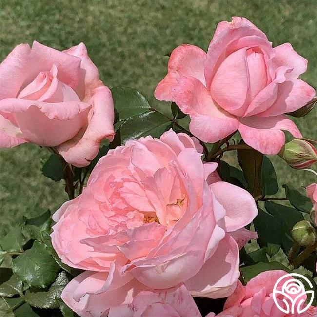 Sweet Eloise™ 2 Sweet Eloise™ - Image 2