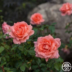 Sweet Fragrance 12 Sweet Fragrance -RoseLuxe Shop sweet fragrance 1 1