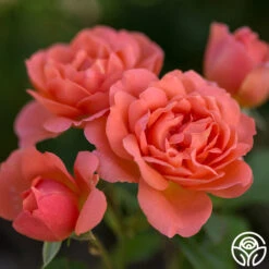 Sweet Fragrance 11 Sweet Fragrance -RoseLuxe Shop sweet fragrance 5