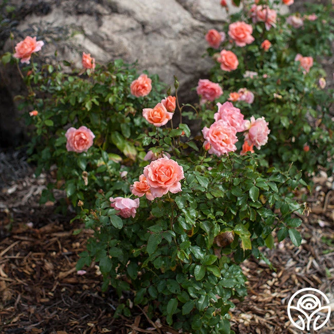 Sweet Fragrance 6 Sweet Fragrance - Image 6