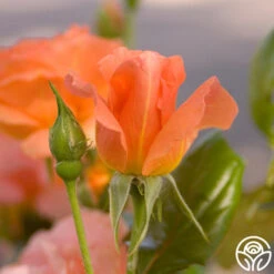 Sweet Fragrance 15 Sweet Fragrance -RoseLuxe Shop sweet fragrance 7 1