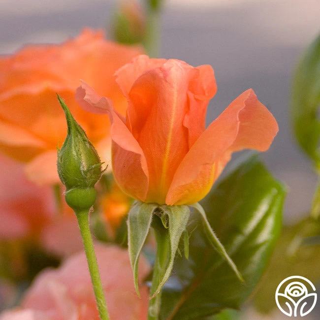 Sweet Fragrance 8 Sweet Fragrance - Image 8