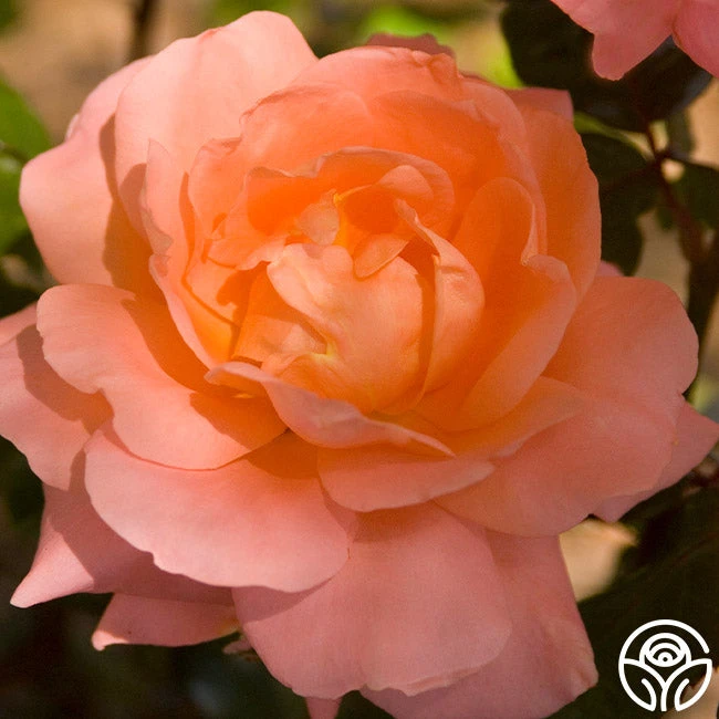 Sweet Fragrance 7 Sweet Fragrance - Image 7