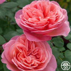 Best Seller -RoseLuxe Shop sweet mademoiselle 3 1