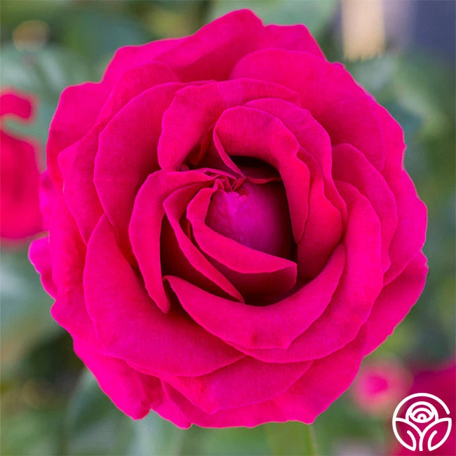 Sweet Spirit™ 2 Sweet Spirit™ - Image 2