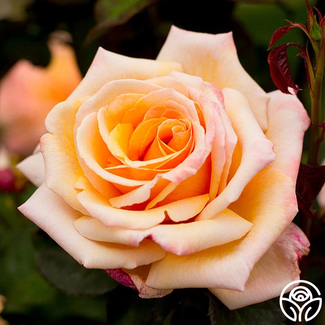 Tahitian Sunset™ 2 Tahitian Sunset™ - Image 2