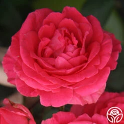 Front Page -RoseLuxe Shop tahitian treasure 2