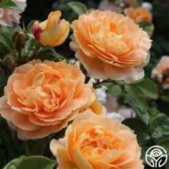 Tatin -RoseLuxe Shop tatin 13