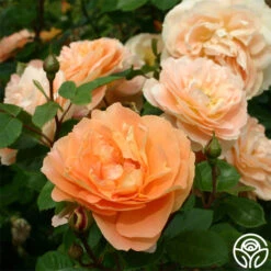 Tatin -RoseLuxe Shop tatin 15