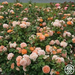 Tatin -RoseLuxe Shop tatin 16