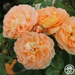 Tatin -RoseLuxe Shop tatin 21