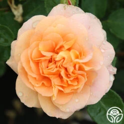 Tatin -RoseLuxe Shop tatin 88