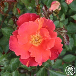 Tawny Tiger 18 Tawny Tiger -RoseLuxe Shop tawny tiger 2 1