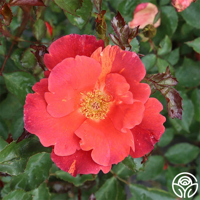 Tawny Tiger 9 Tawny Tiger - Image 9