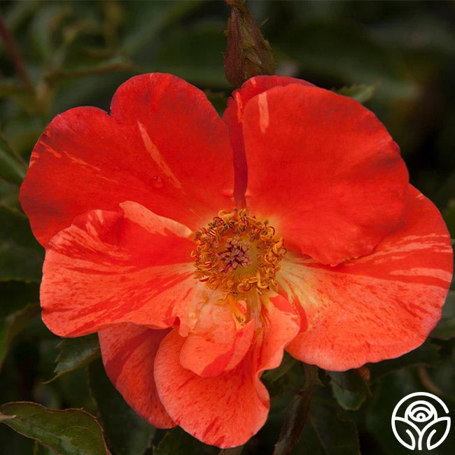 Tawny Tiger 10 Tawny Tiger - Image 10