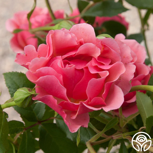 Tequila Supreme™ 1 Tequila Supreme™